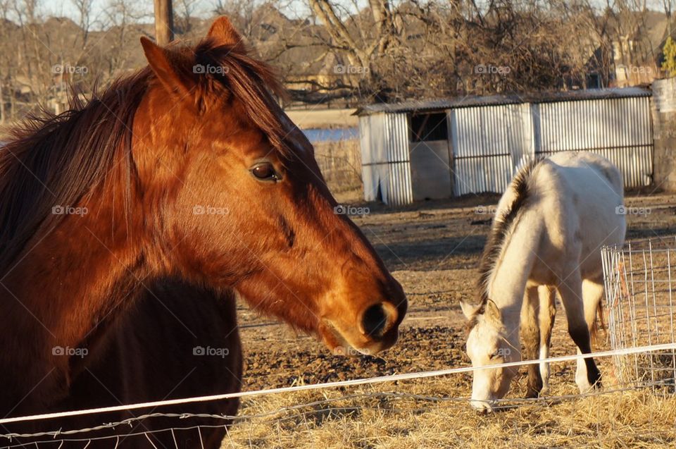 Brown horse face profile