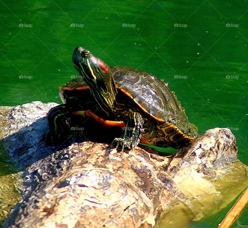 Turtle on Log in Lake