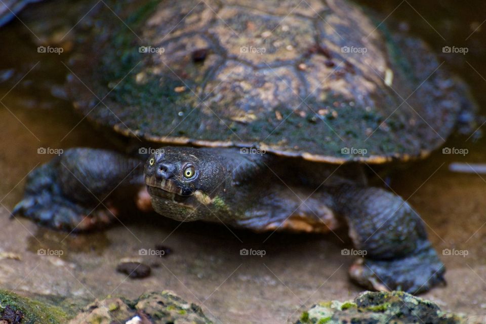 Piercing eyes of a turtle