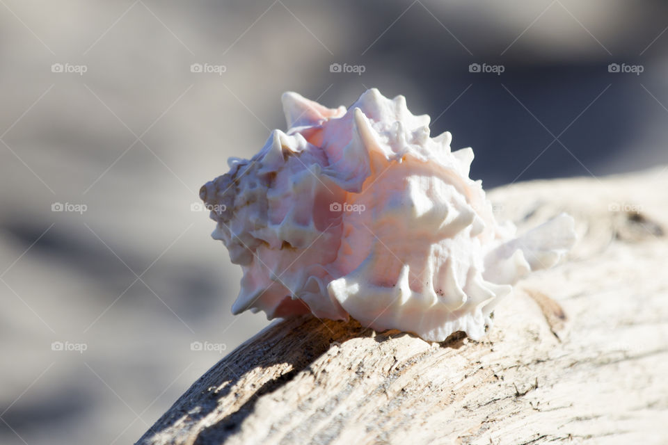 White pink seashell on wood by the sea