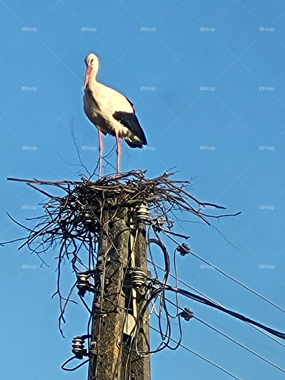 stork