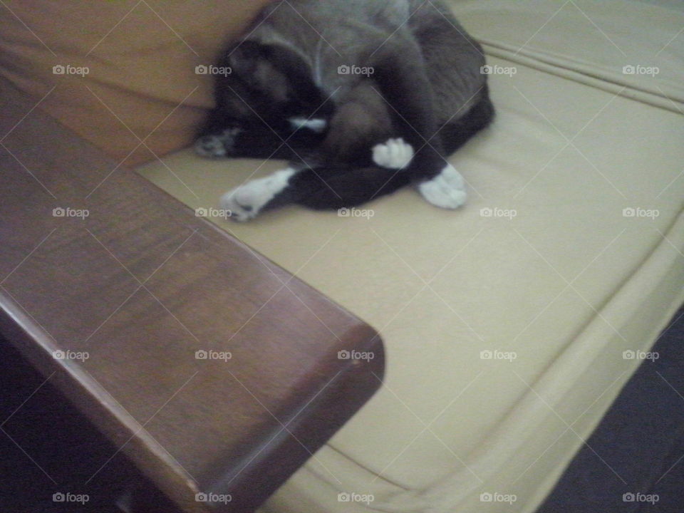 gatinha tirando uma soneca no sofá toda encolhida /little cat taking a nap on the couch all huddled