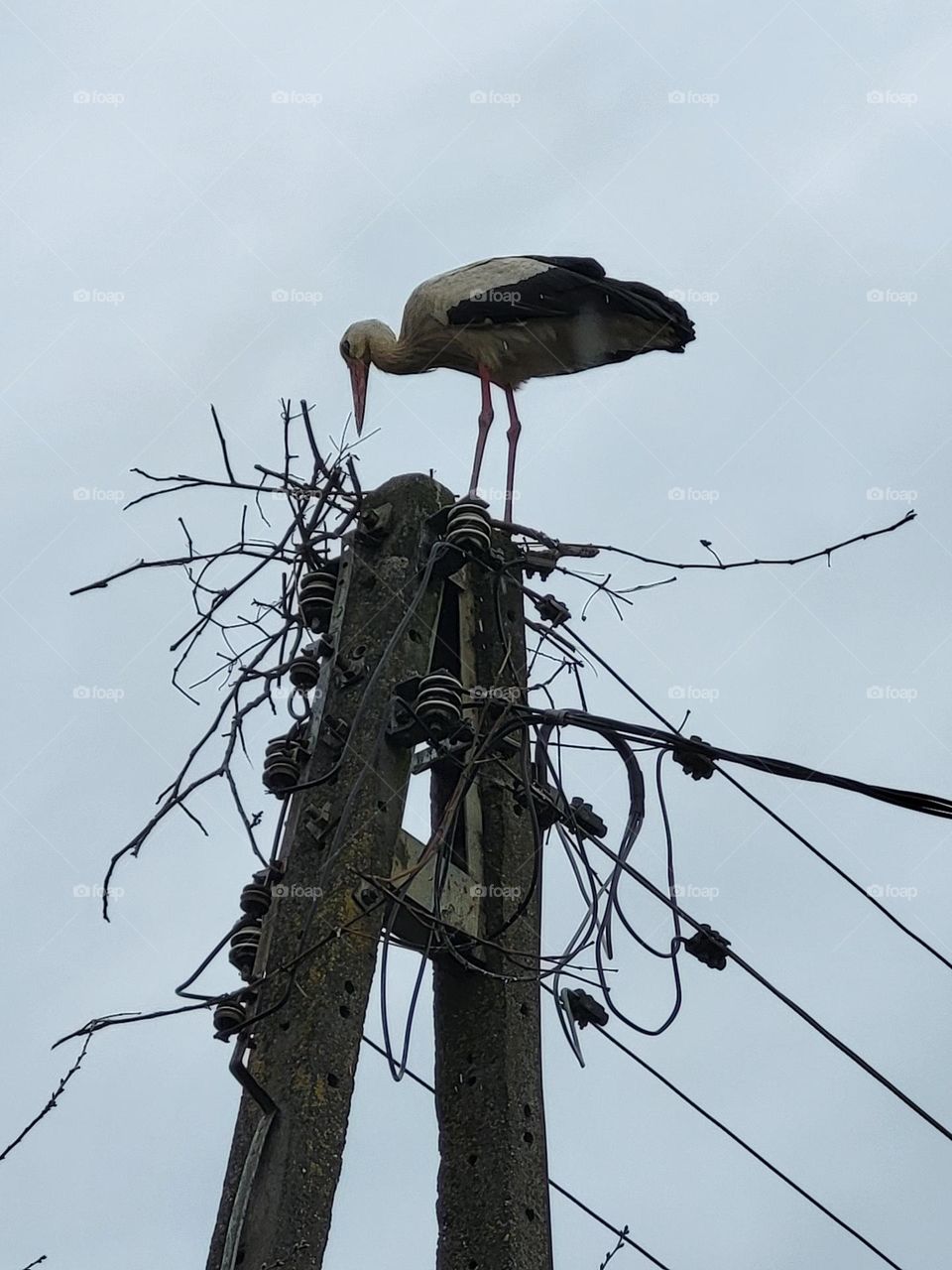 stork