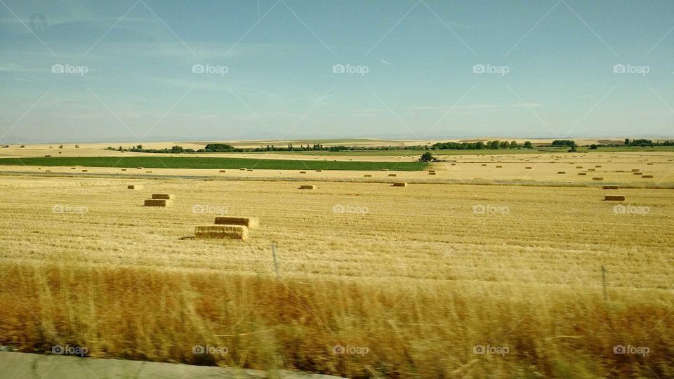 Wheat Field - Spain