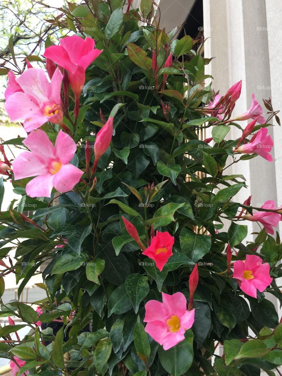 Climbing pink flowers