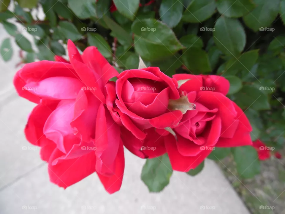 rose