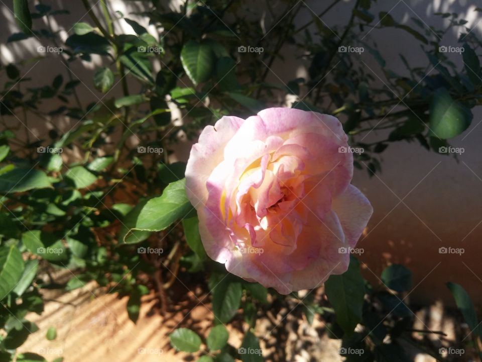rosa