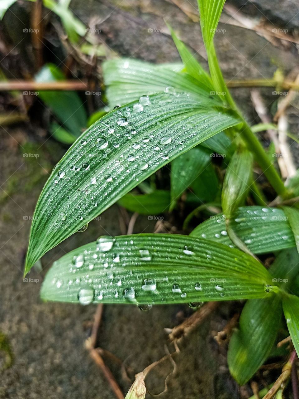 Close-up of several wet green leaves with water droplets on them in high angle view