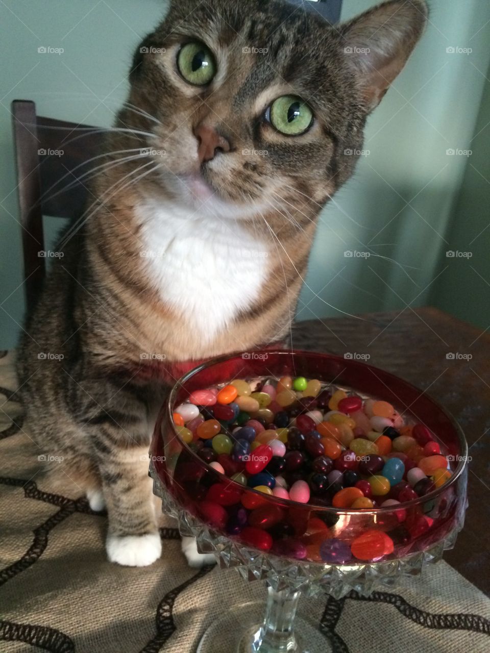 cat bowl full of jelly beans