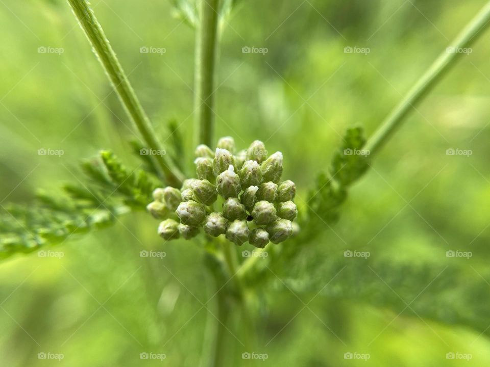 Achillea millefolium buds 