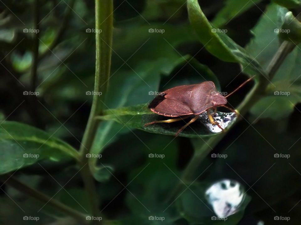 Macro photo of a beetle sitting on a plant