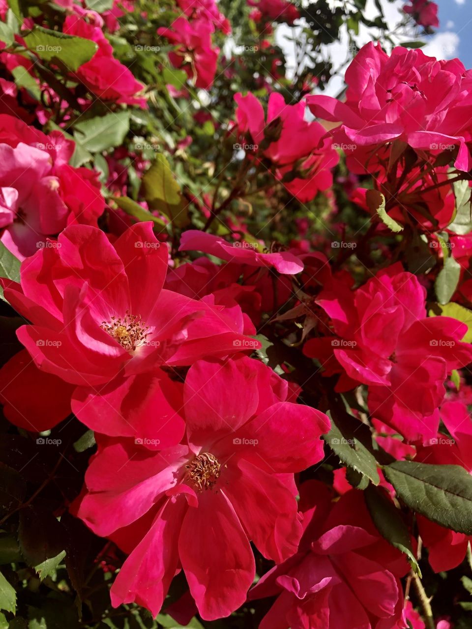 Red Roses in full bloom 