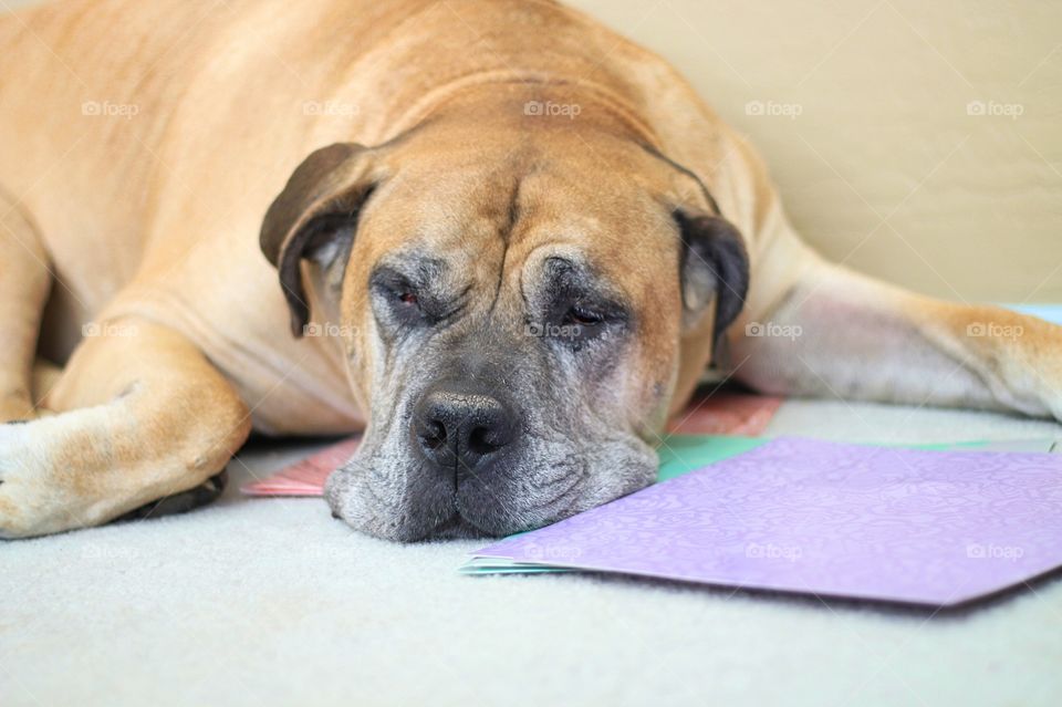 Sleeping mastiff