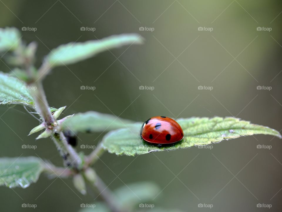 A ladybird on leaf