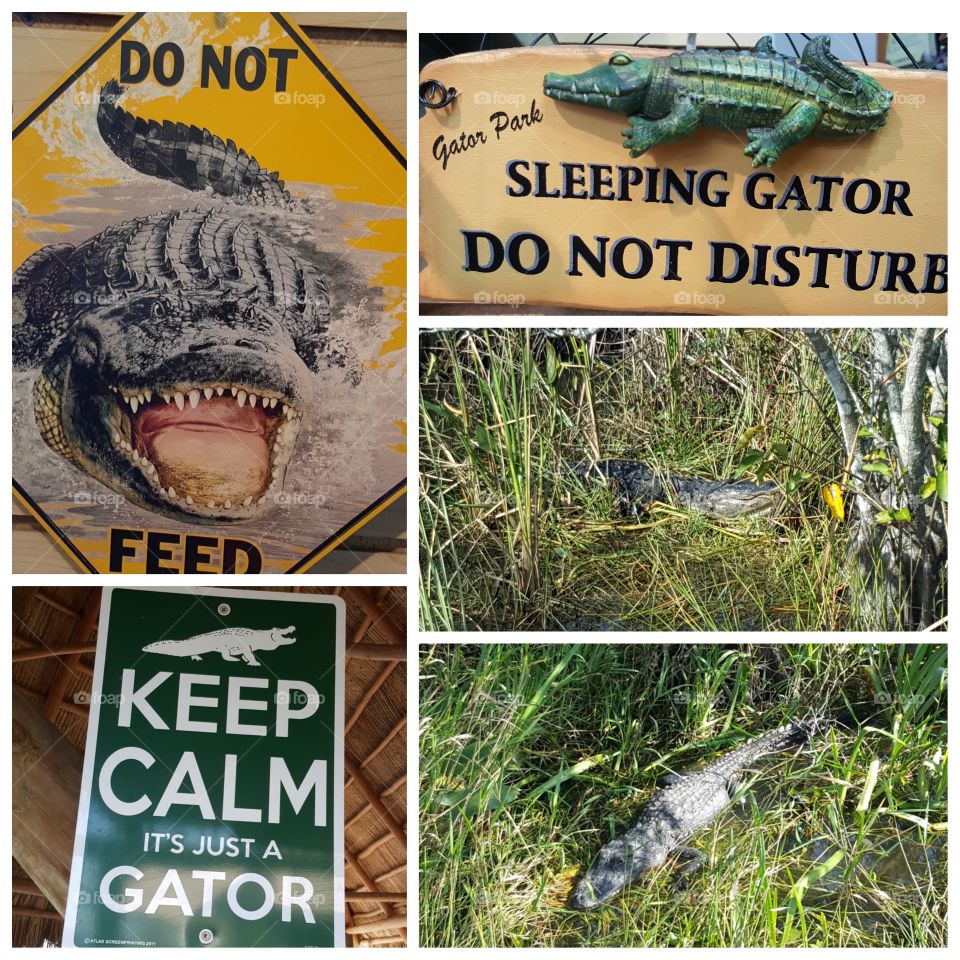 Alligators in Everglades