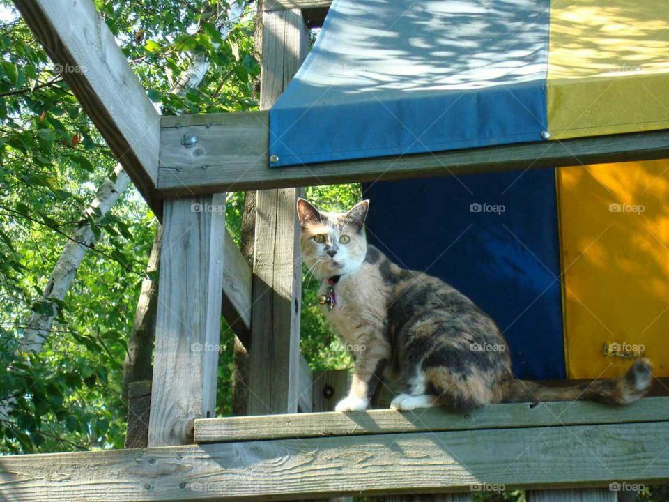 Cat is always up to something