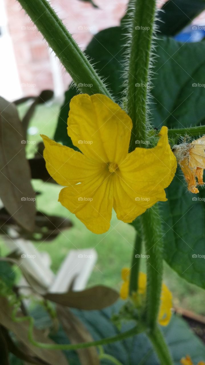 cucumber flower's. When I eating a salad of cucumber , I think about how is the plant. In reality is beautiful in the nature.