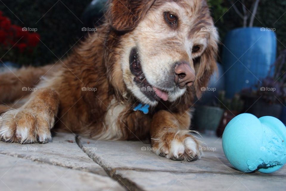 Dog and His Ball