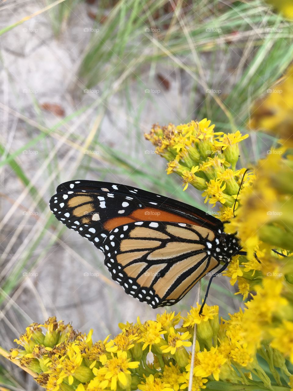 Monarch butterfly at the beach