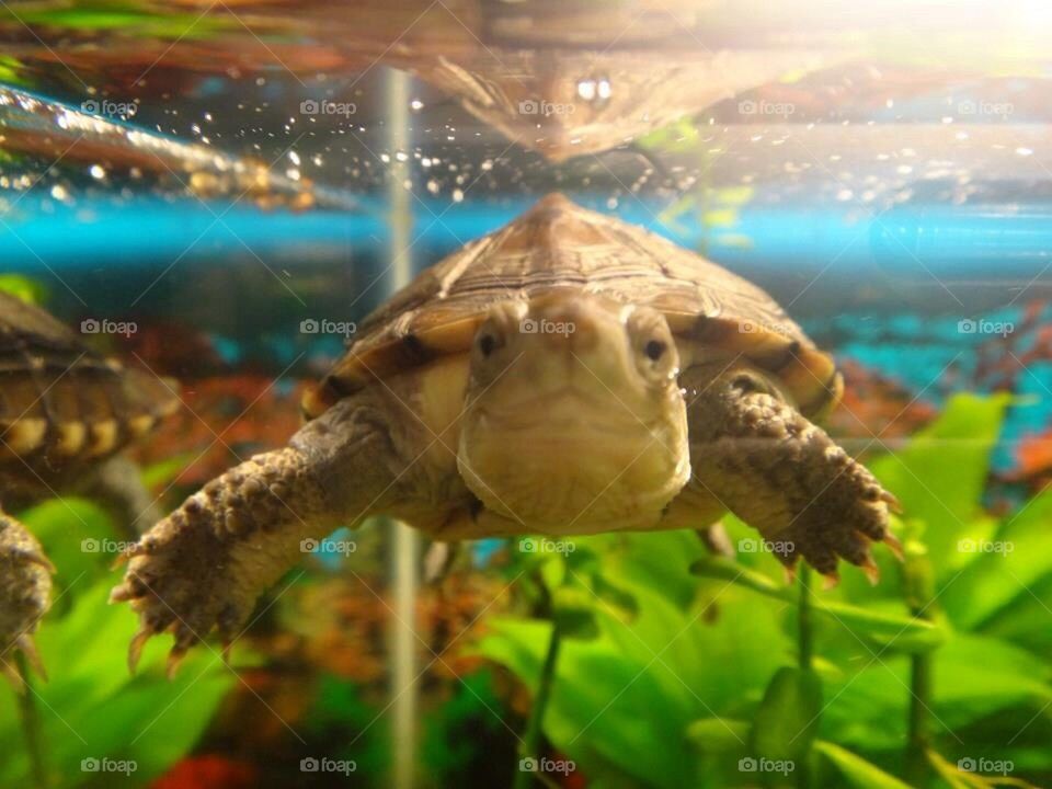 Turtle