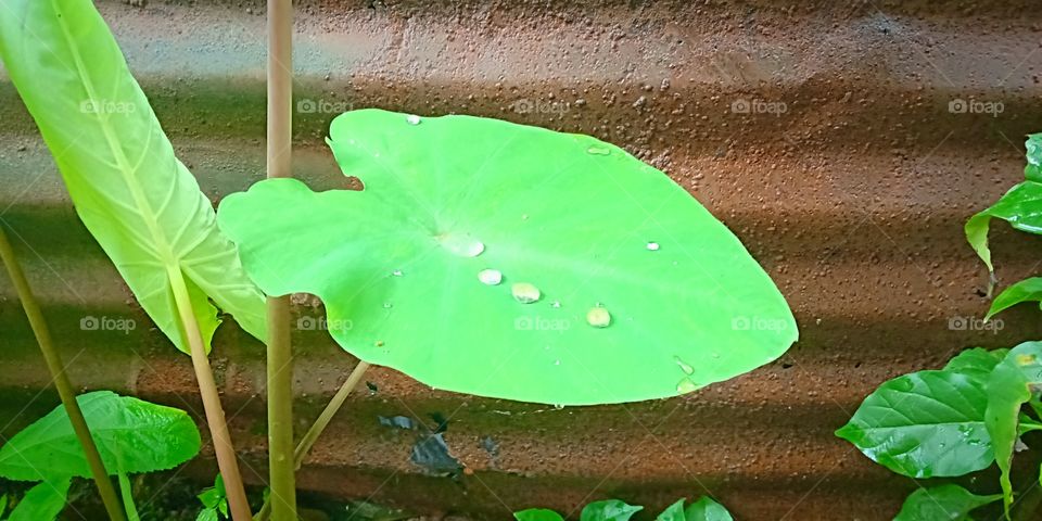 #leaf# botnical# plant kingdom# go green#rain drops# flora#