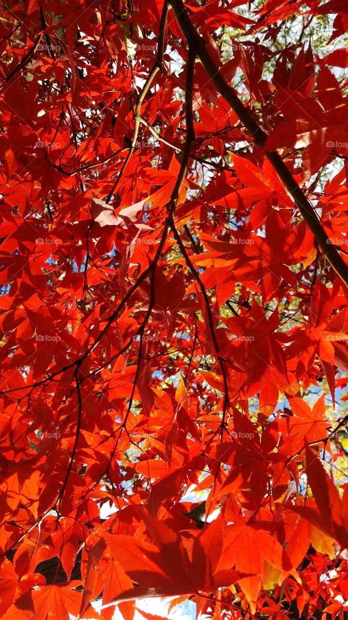 glorious red maple