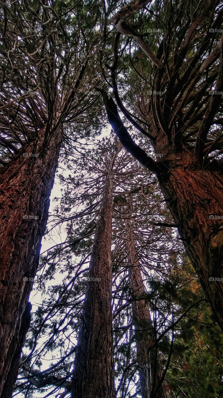 Oak Glenn California