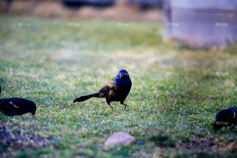 Cute bird looks for seeds