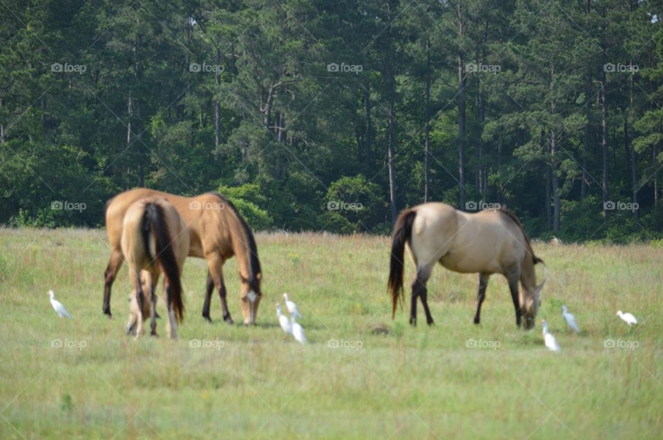 horses