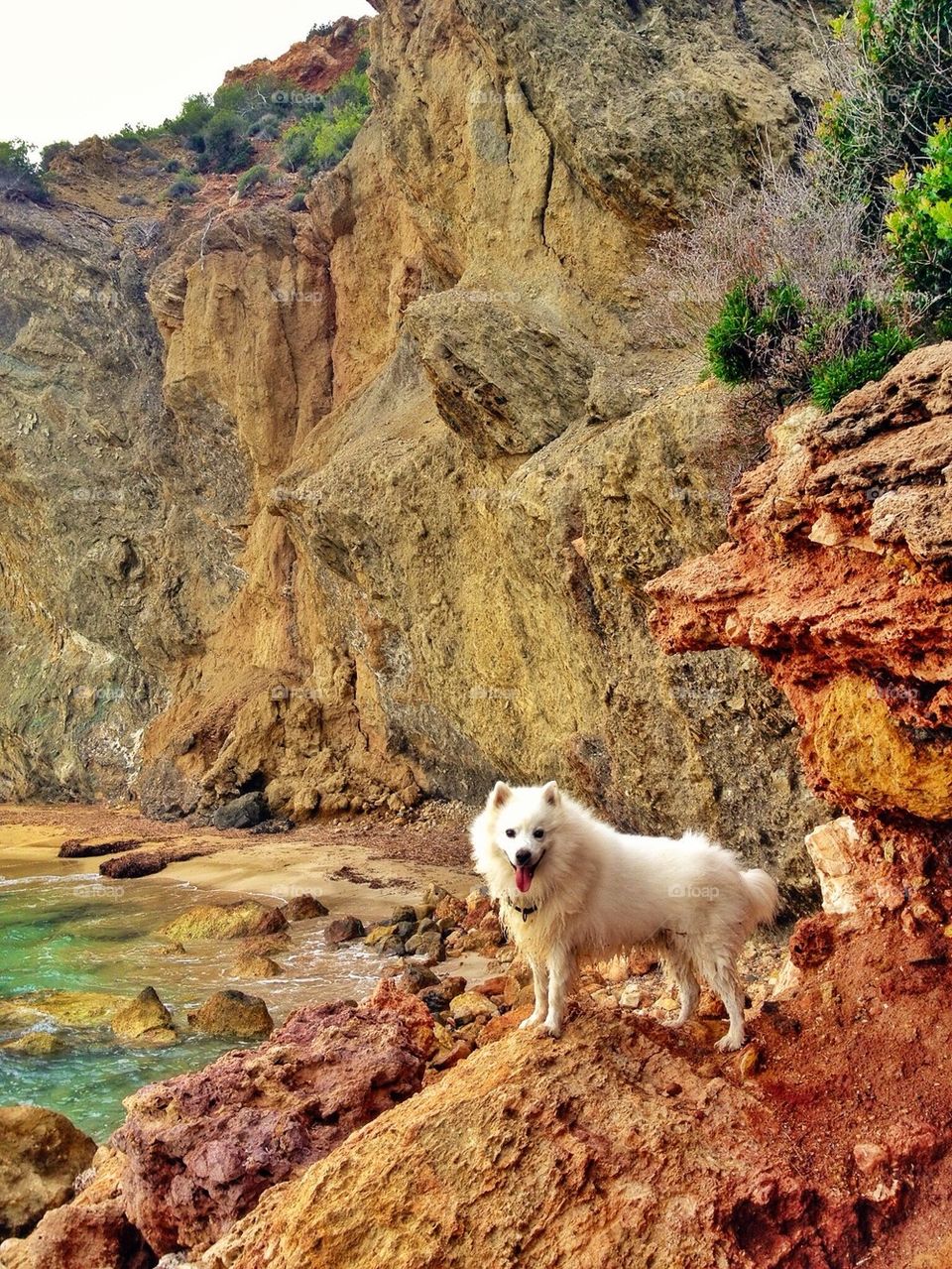 Close-up of dog standing on rock