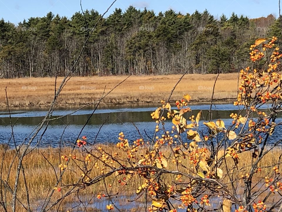 Maine Marsh in Fall