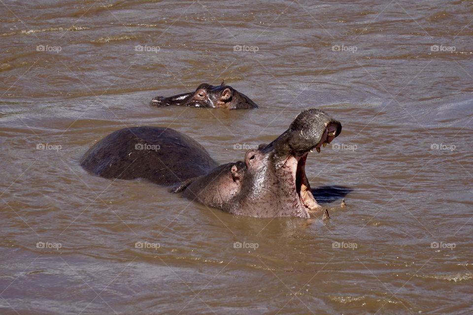Hippos 