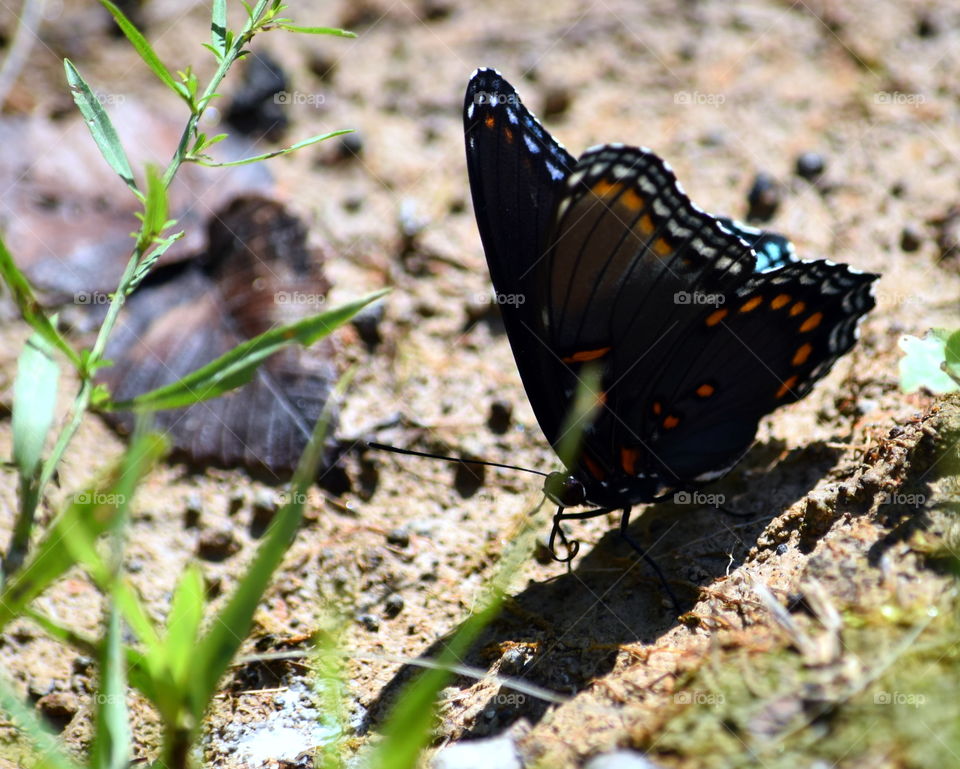Close-up of butterfly near leaf