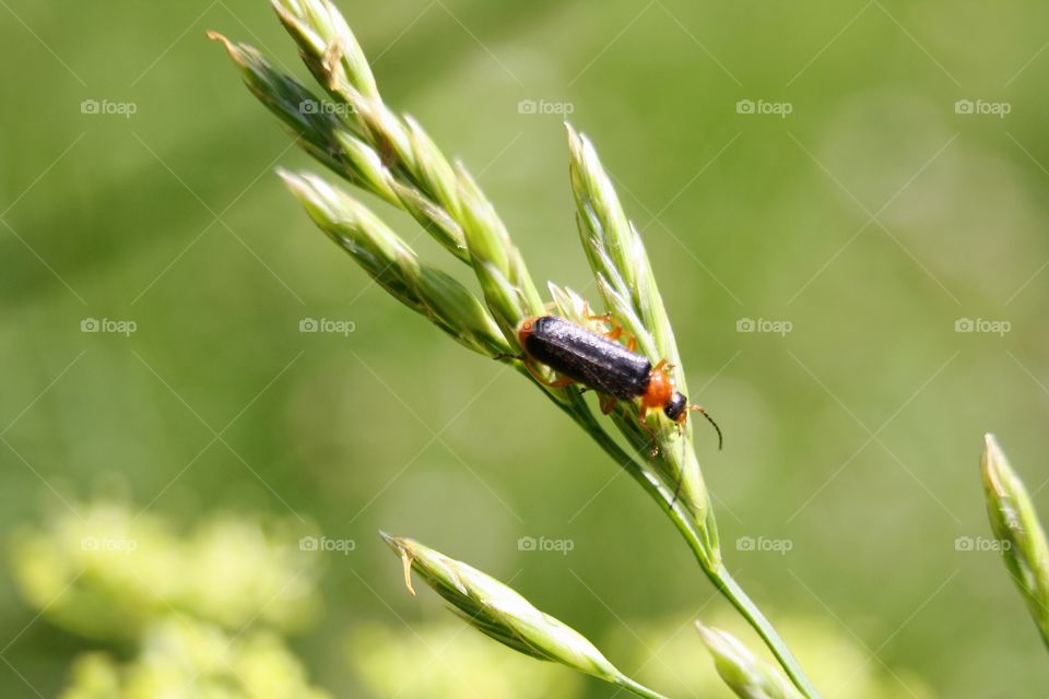 Beetle on plants