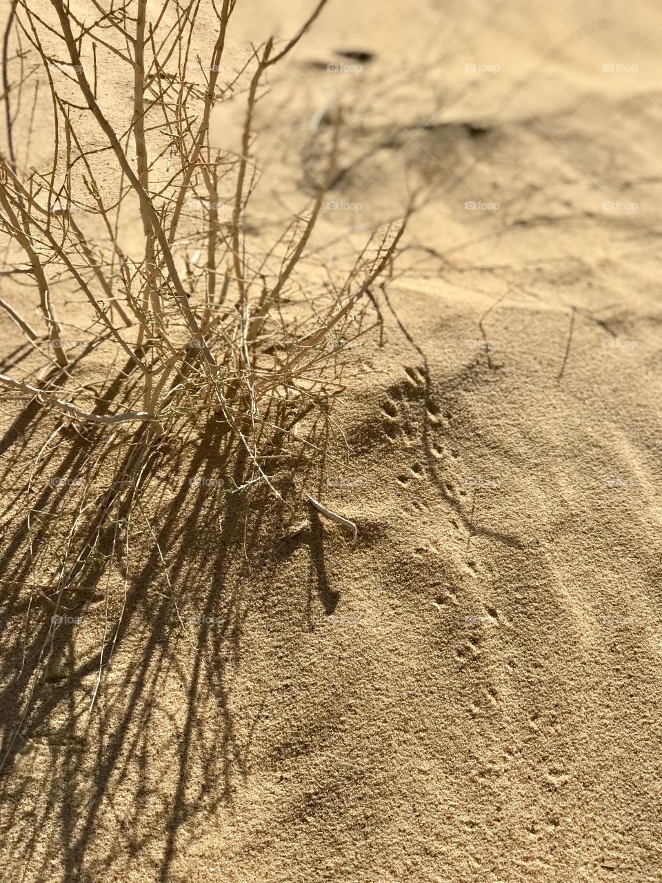 Footprints in the sand. Desert. Wadi rum. Jordan