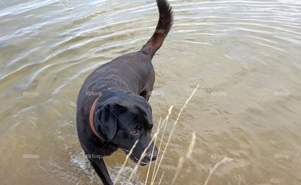 dog on a water lake summer time, mobile photography