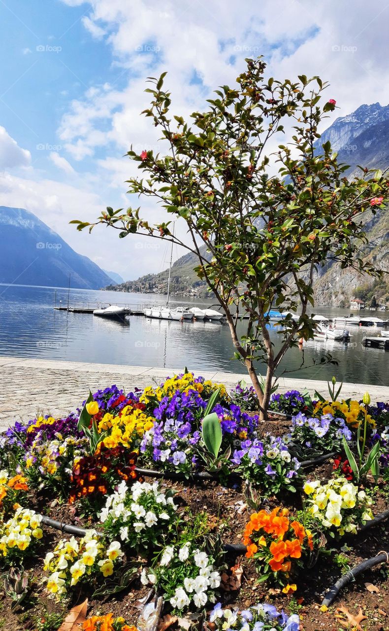 Spring flowers overlooking the lake