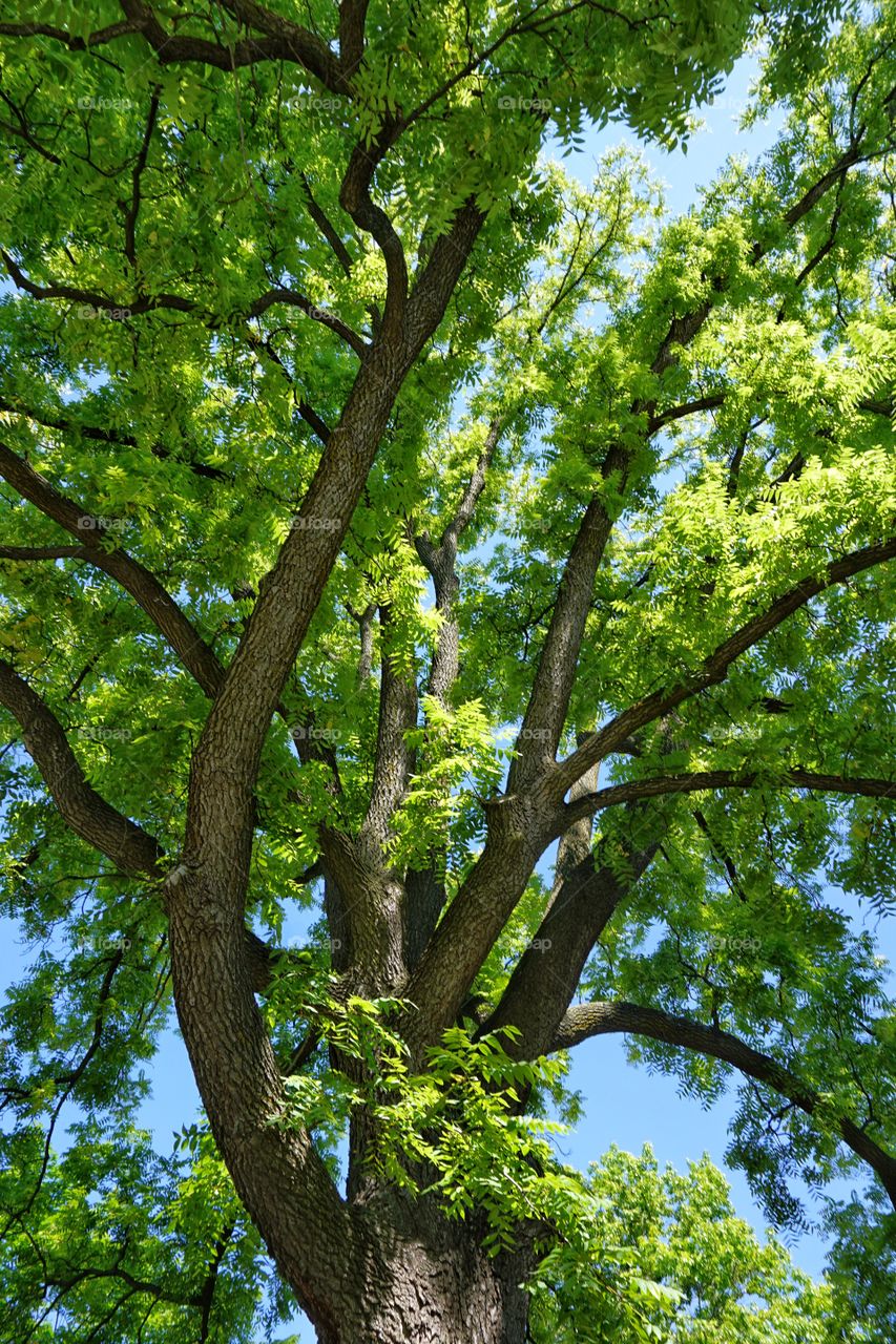 Low angle view of tree branch in forest