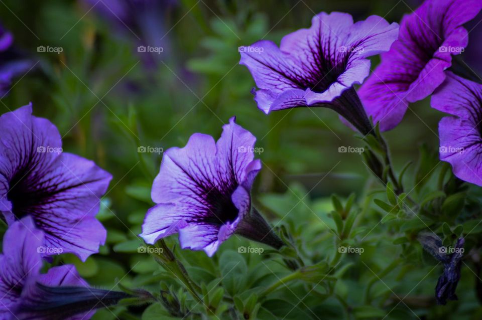 Purple flowers with green background