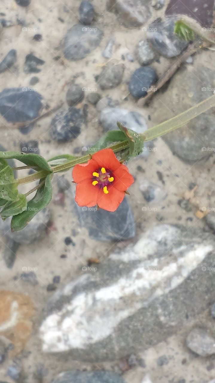 tiny flower
