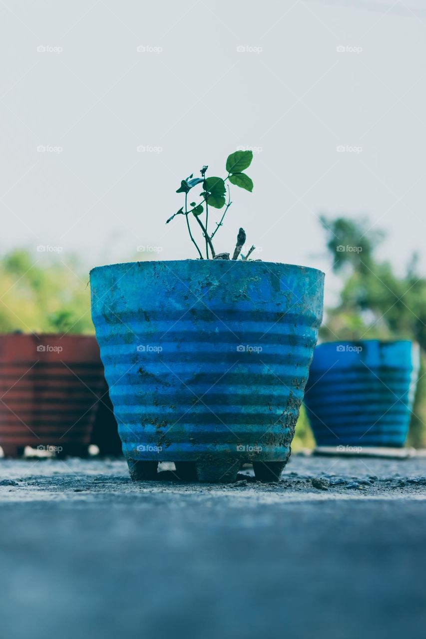 rooftop on flower pots