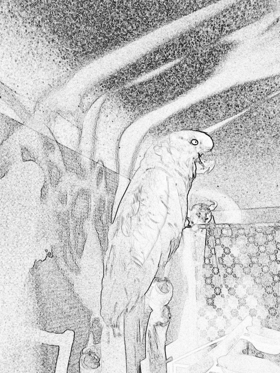 Cockatoo -digital sketch 