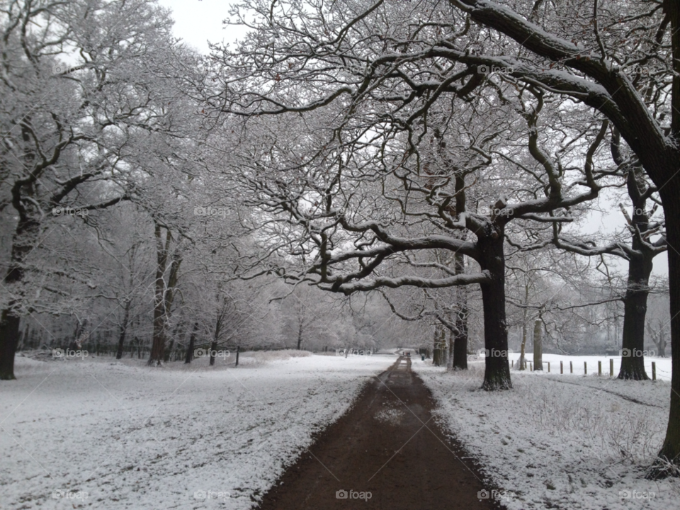 snow trees walking calm by bob54