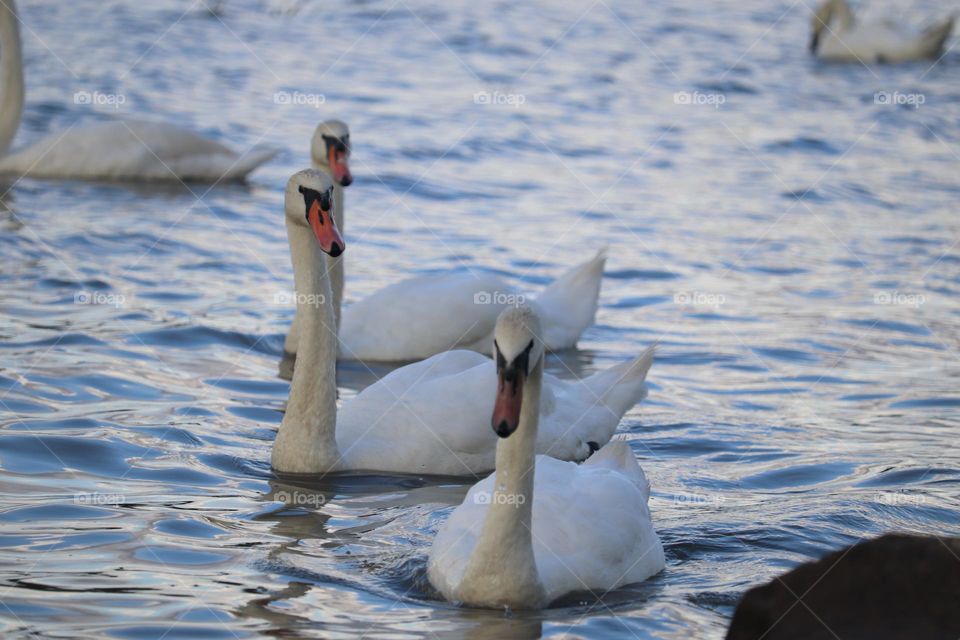 A flock of swans