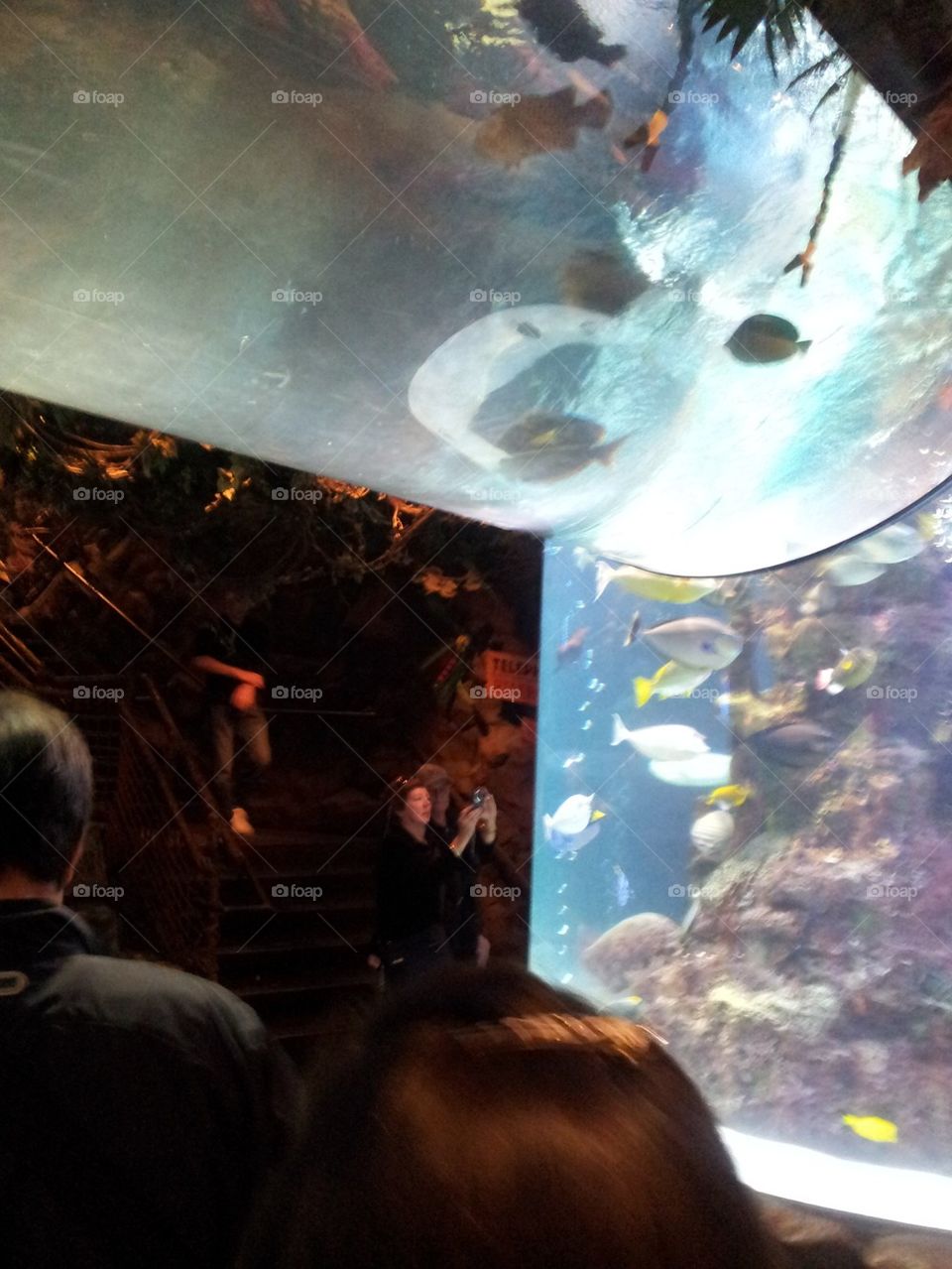 Scenic aquarium Las Vegas Rainforest Cafe at MGM