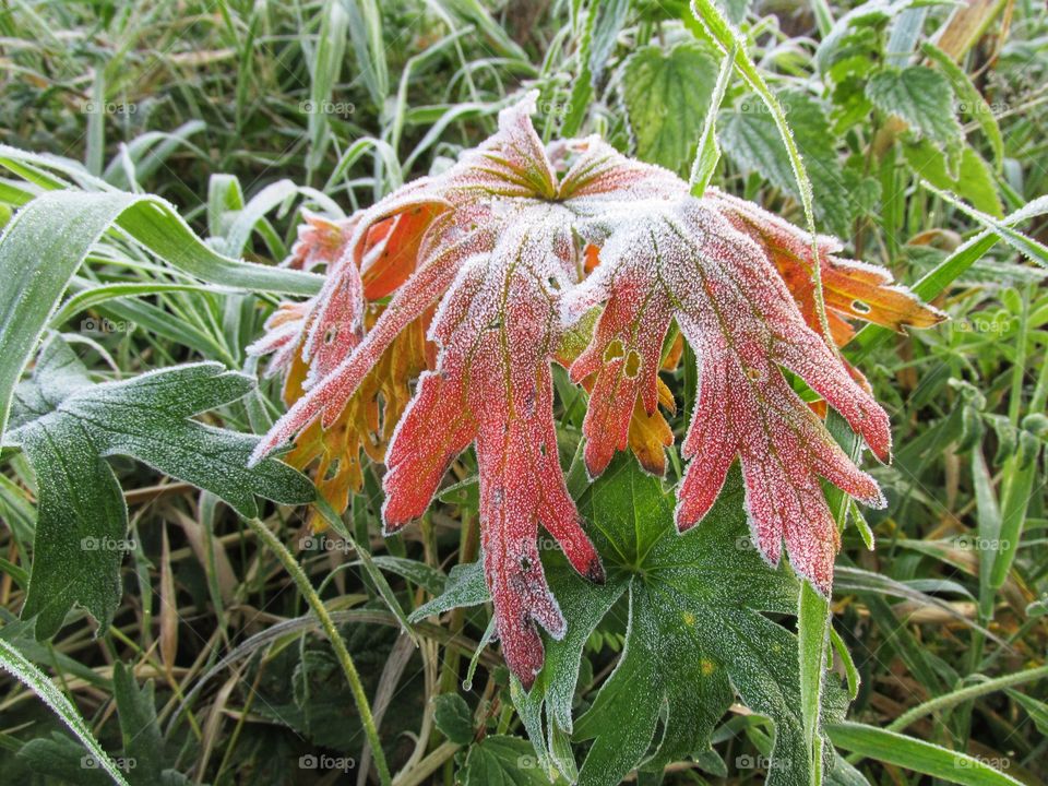 frost on plants. ice crystals on the leaves after a frosty night. late autumn and early winter. freezing.