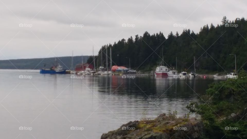 Boats at dock with trees