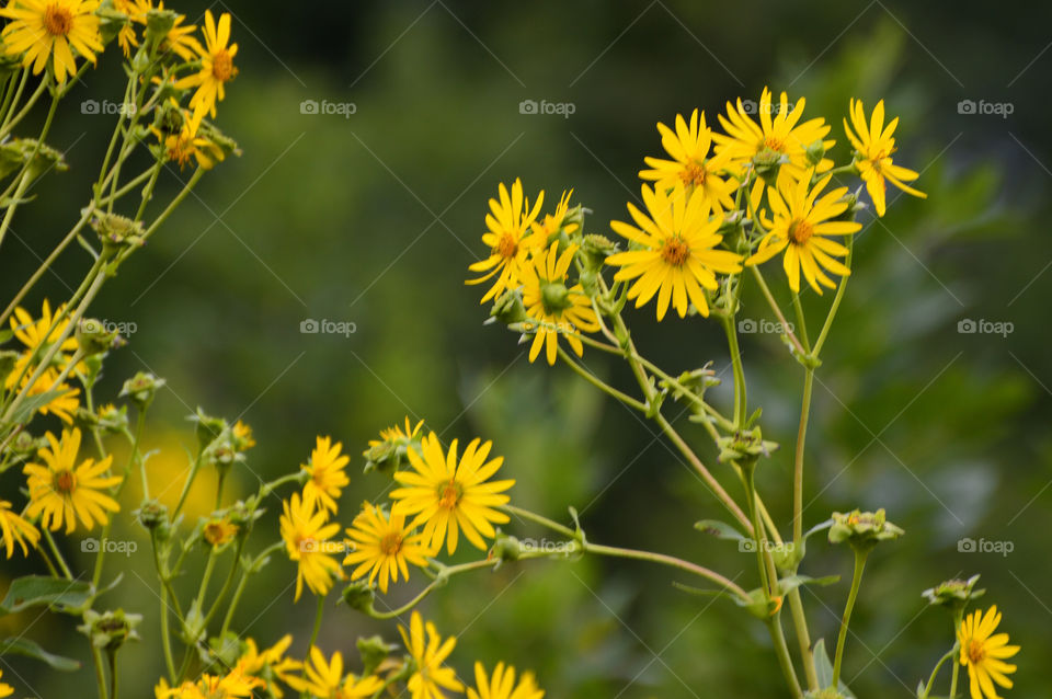 Field of wild flowers