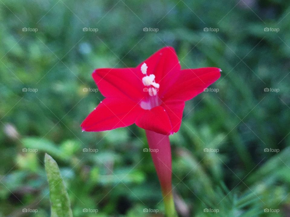 Red flower 