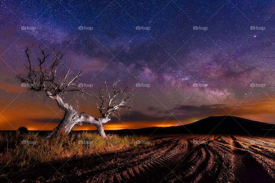 Tree and milkyway 